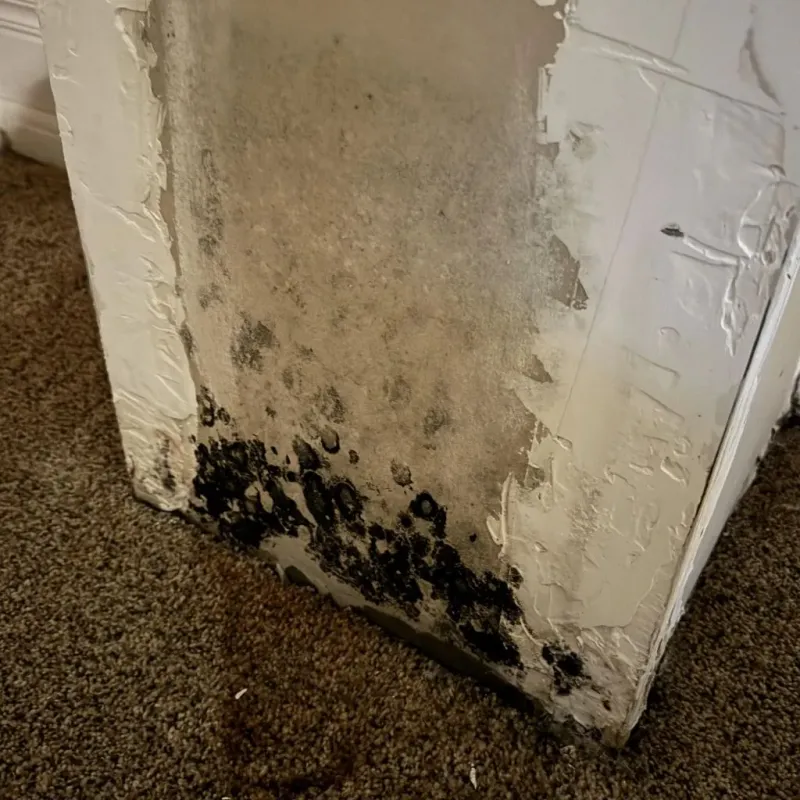 Professional Mold Removal in Leicester, MA